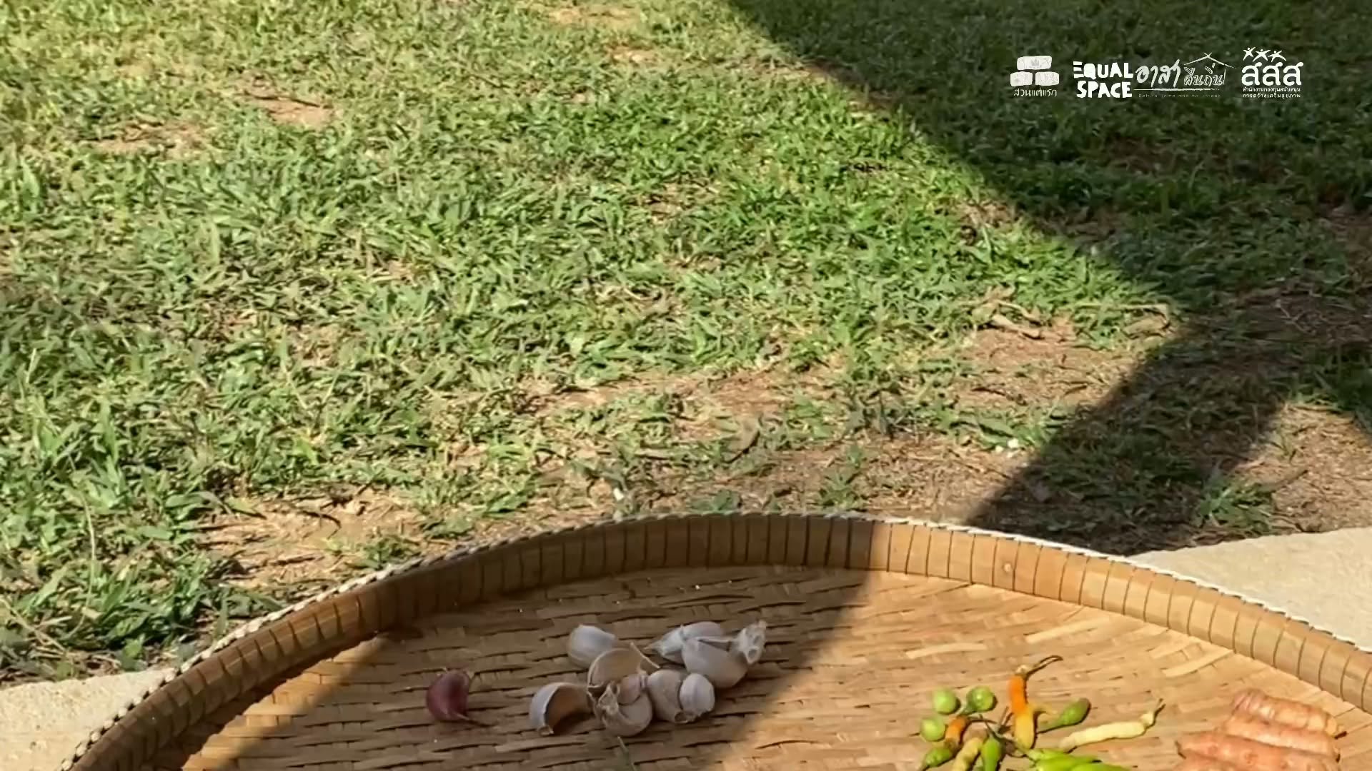 Real edible greens and food forest at Suan Tae Raek Day One Stay Farm